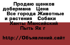 Продаю щенков добермана › Цена ­ 45 000 - Все города Животные и растения » Собаки   . Ханты-Мансийский,Пыть-Ях г.